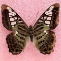 Clipper Parthenos sylvia virens